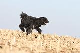 BOUVIER DES FLANDRES 150